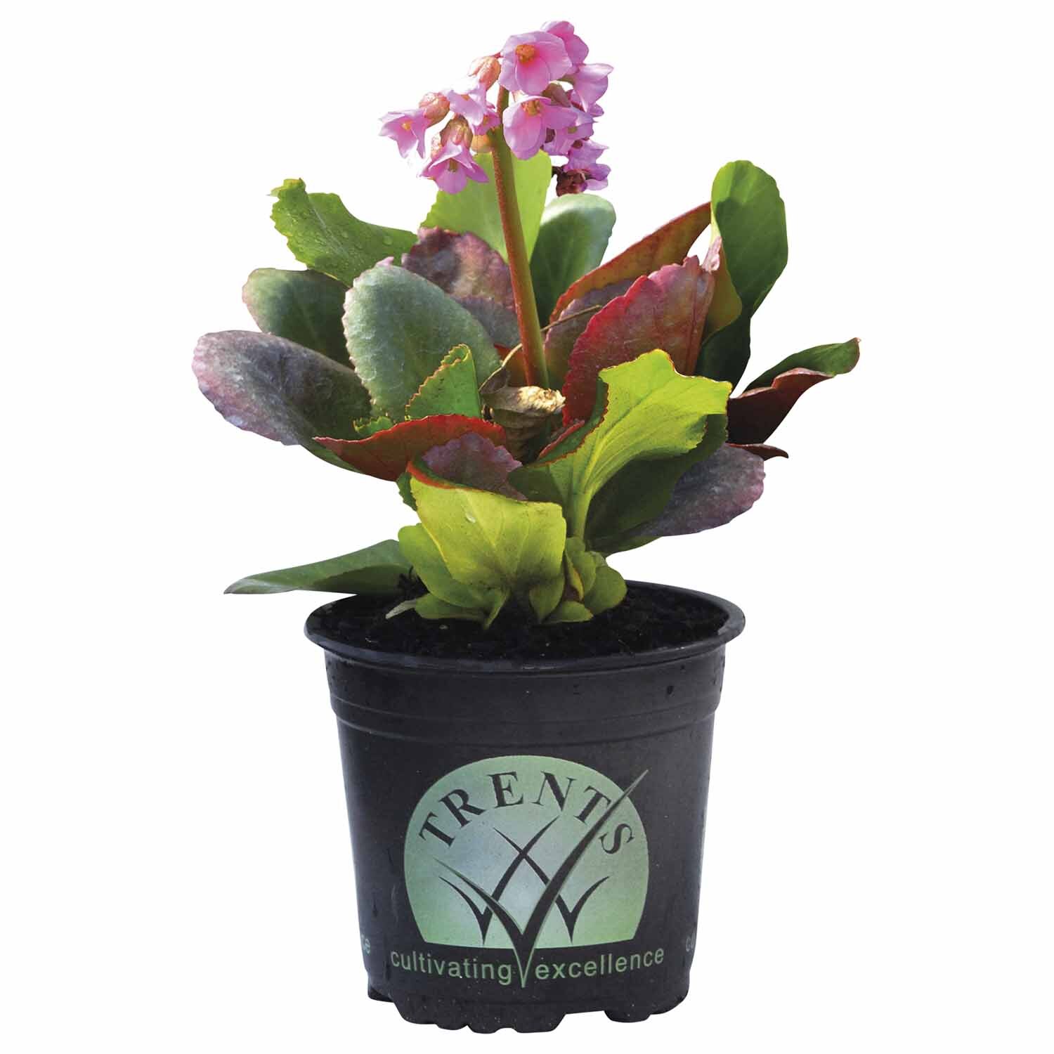Bergenia Bressingham Ruby