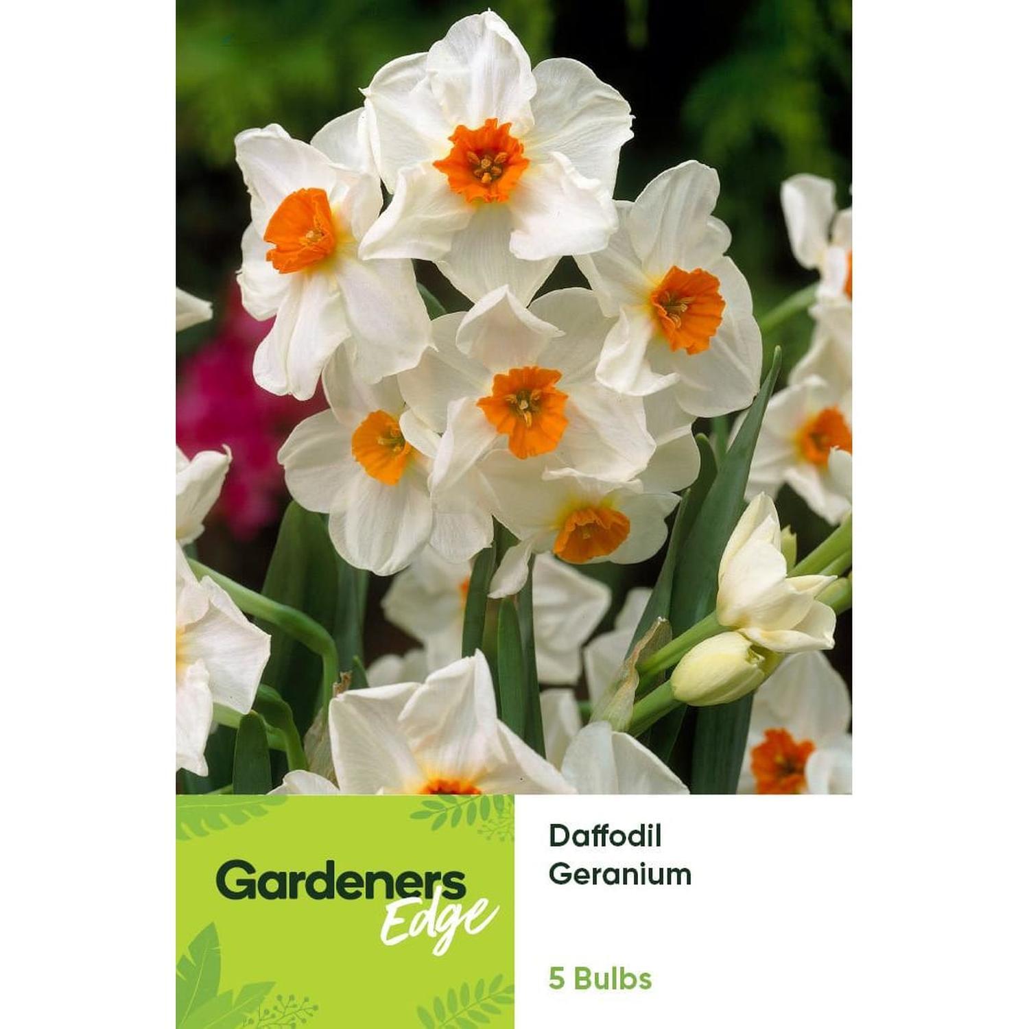 Daffodil Geranium