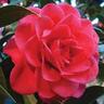 Camellia Hybrid 'Roma Red'