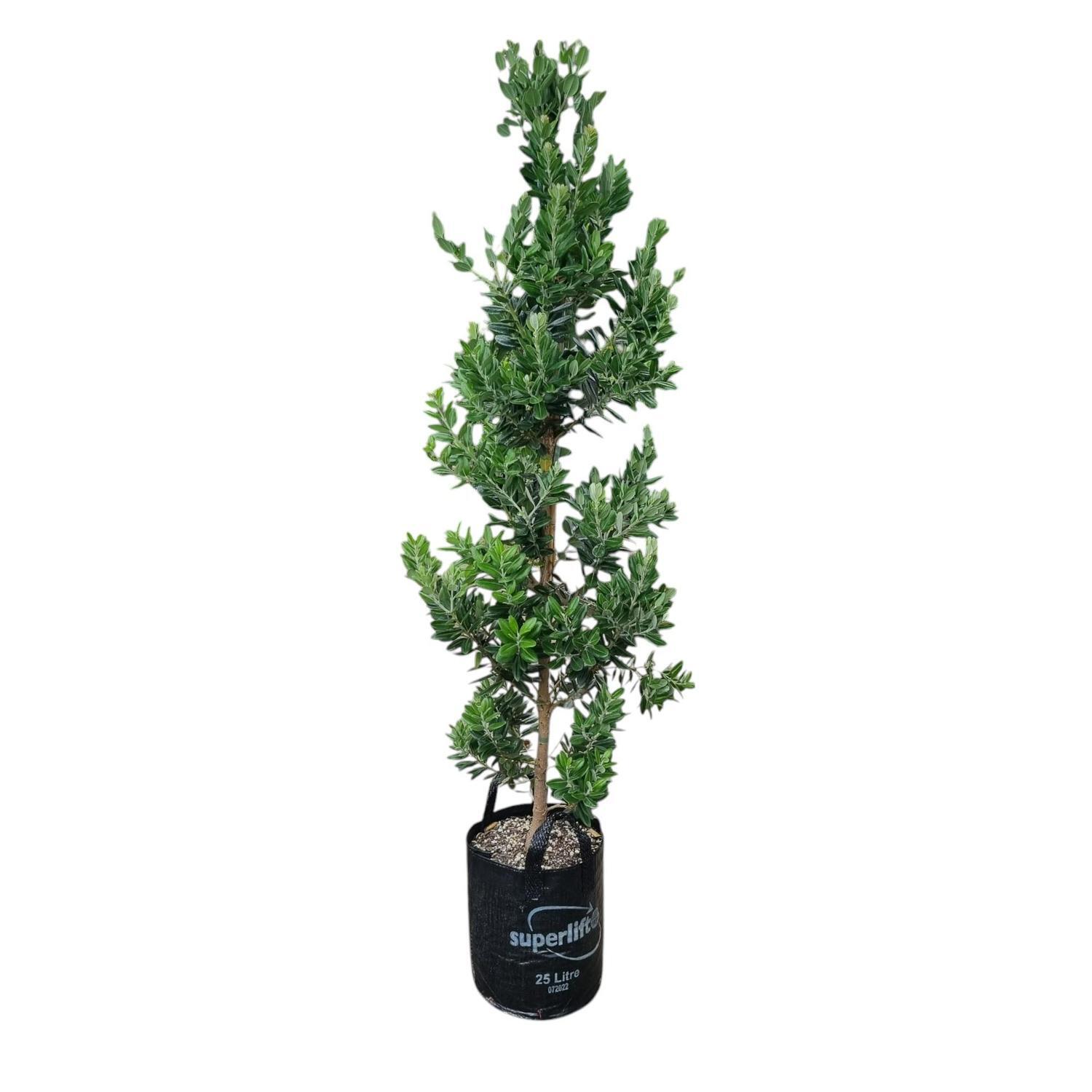 Metrosideros Maori Princess 'Pohutukawa' 25L