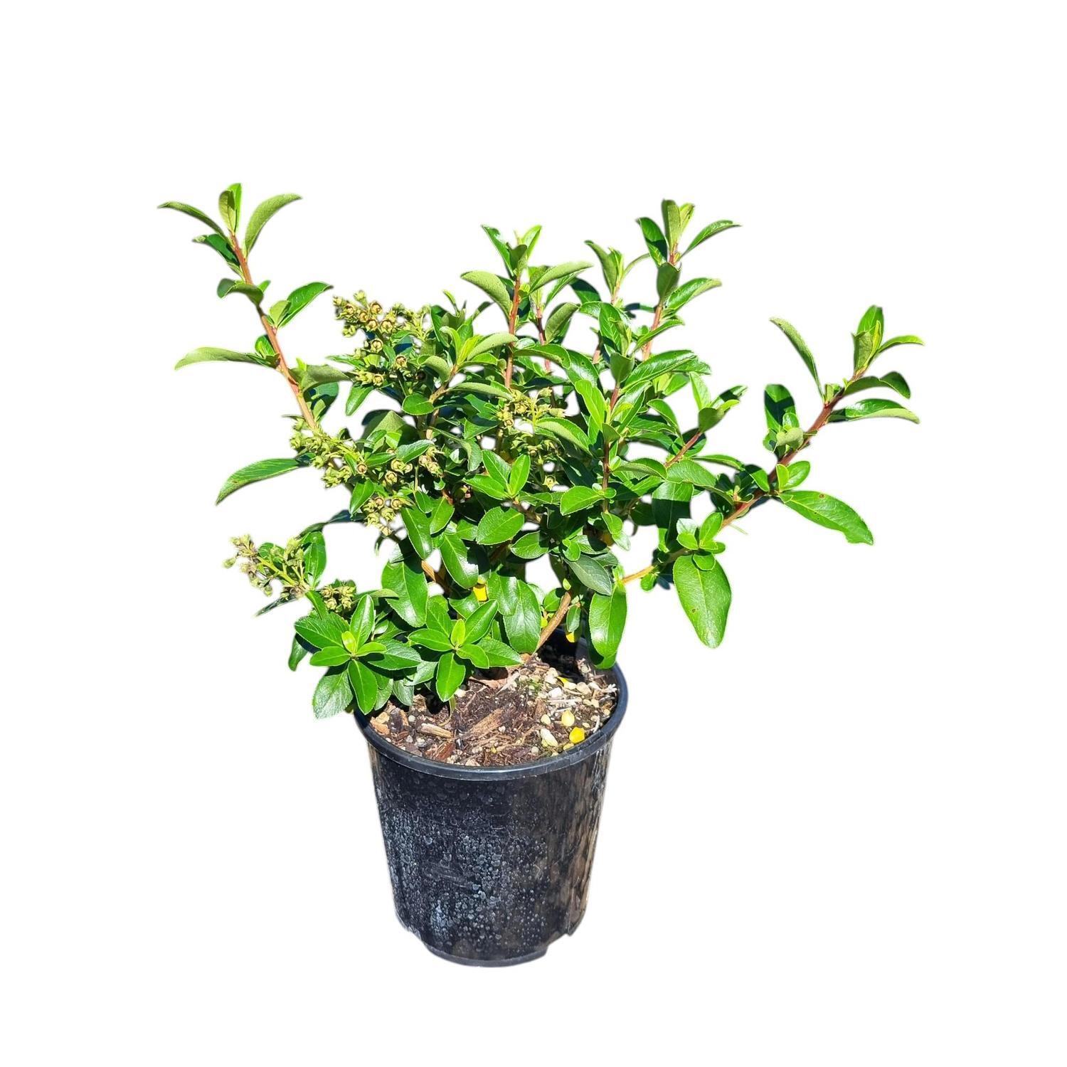 Escallonia Snowbud 2L