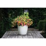 Calibrachoa Chameleon Double