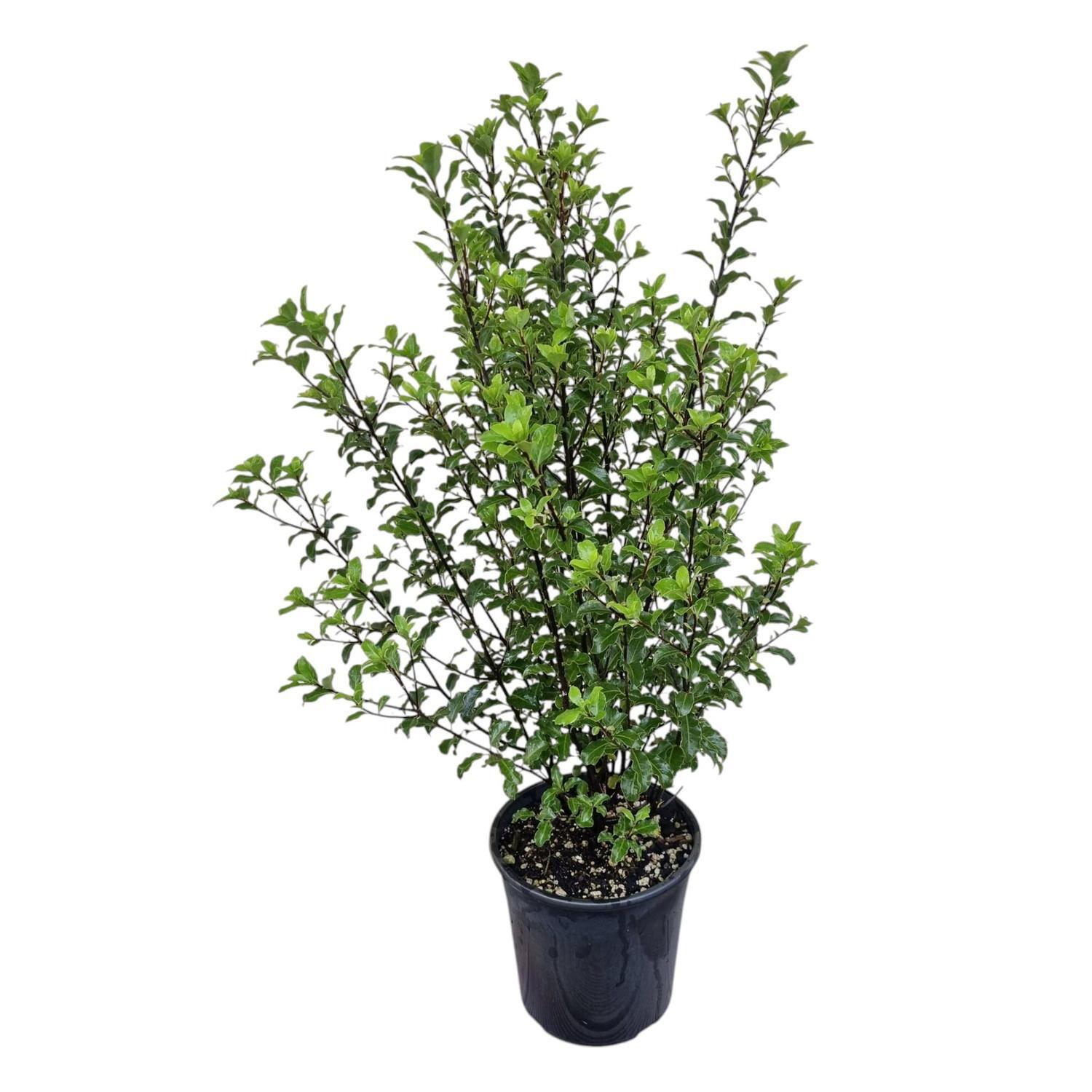 Pittosporum Silver Sheen 4L
