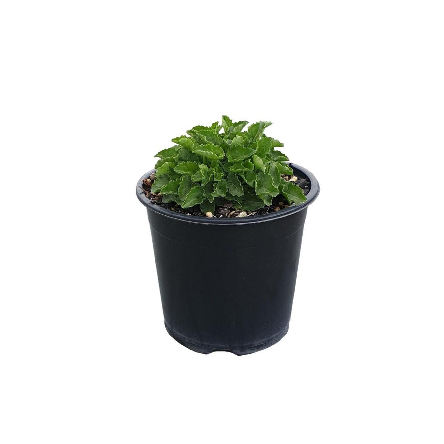 Campanula Rapido White