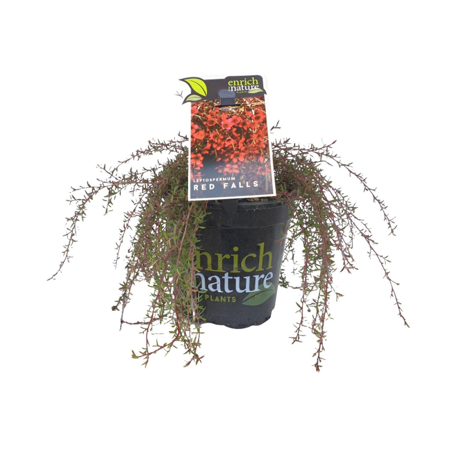 Leptospermum Red Falls