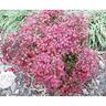 Nandina Domestica Pygmaea 4.5 litre