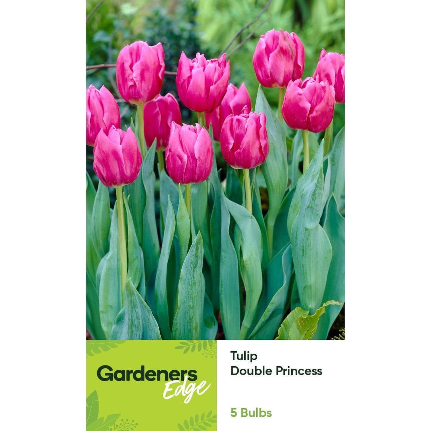 Tulip Peony Double Princess 5 pack