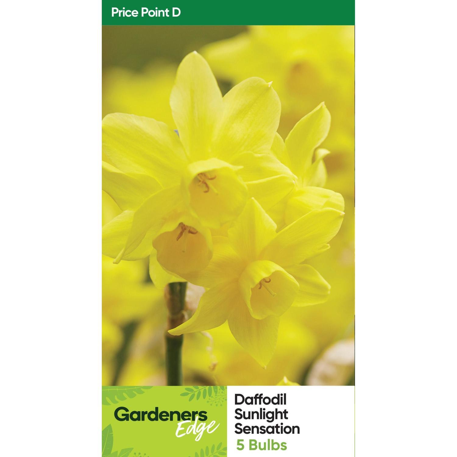 Daffodil Sunlight Sensation Pack of 5
