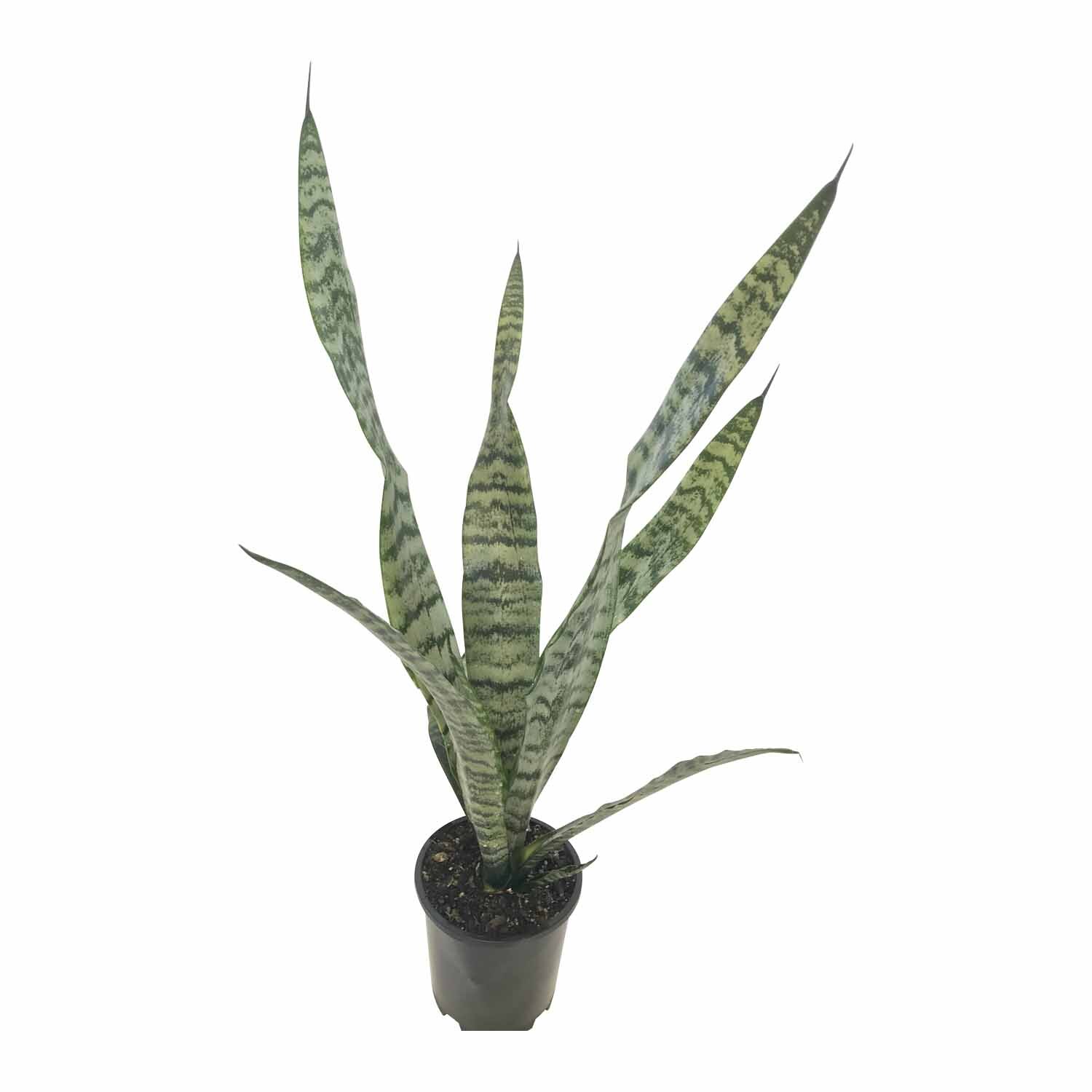 Sansevieria 'Snake Plant' Black Coral 1.3 Litre