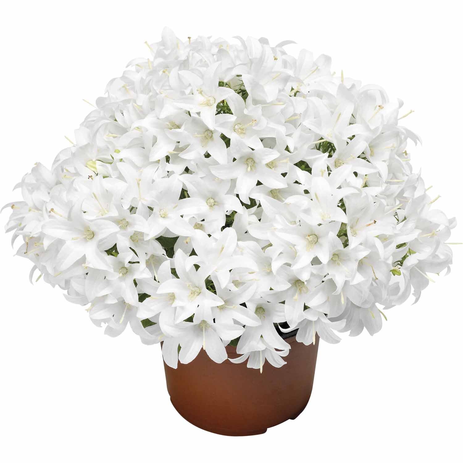 Spring Bell Campanula