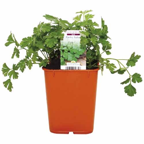 Herb Parsley Italian