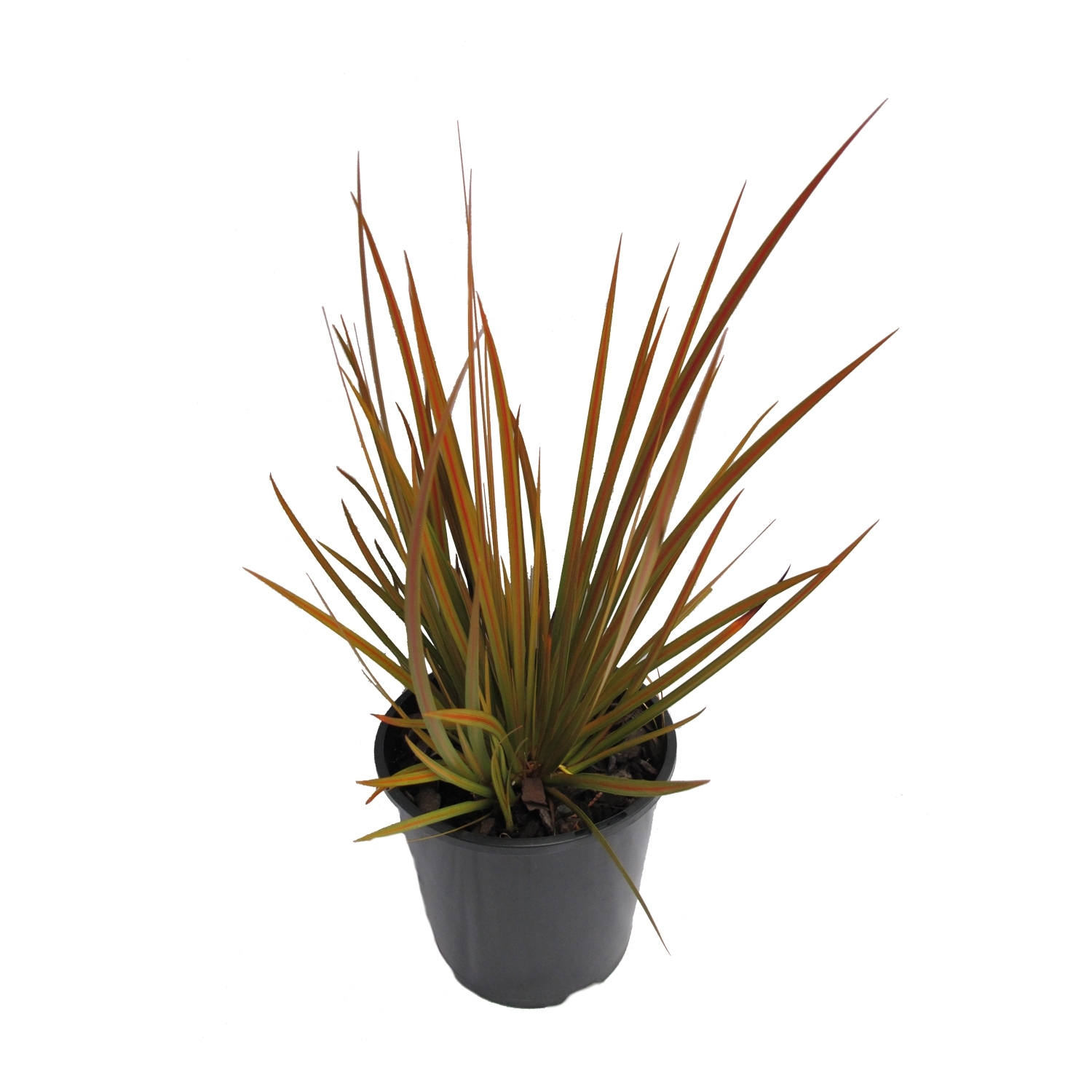 Libertia Peregrinans