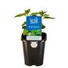 Mint Basil