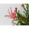 Grevillea Pink Pixie
