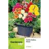 Dahlia Gallery Mixed 3 Pack