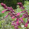 Salvia Love and Wishes
