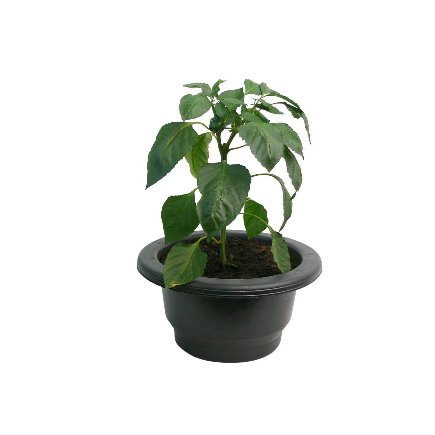 Capsicum Patio Planter