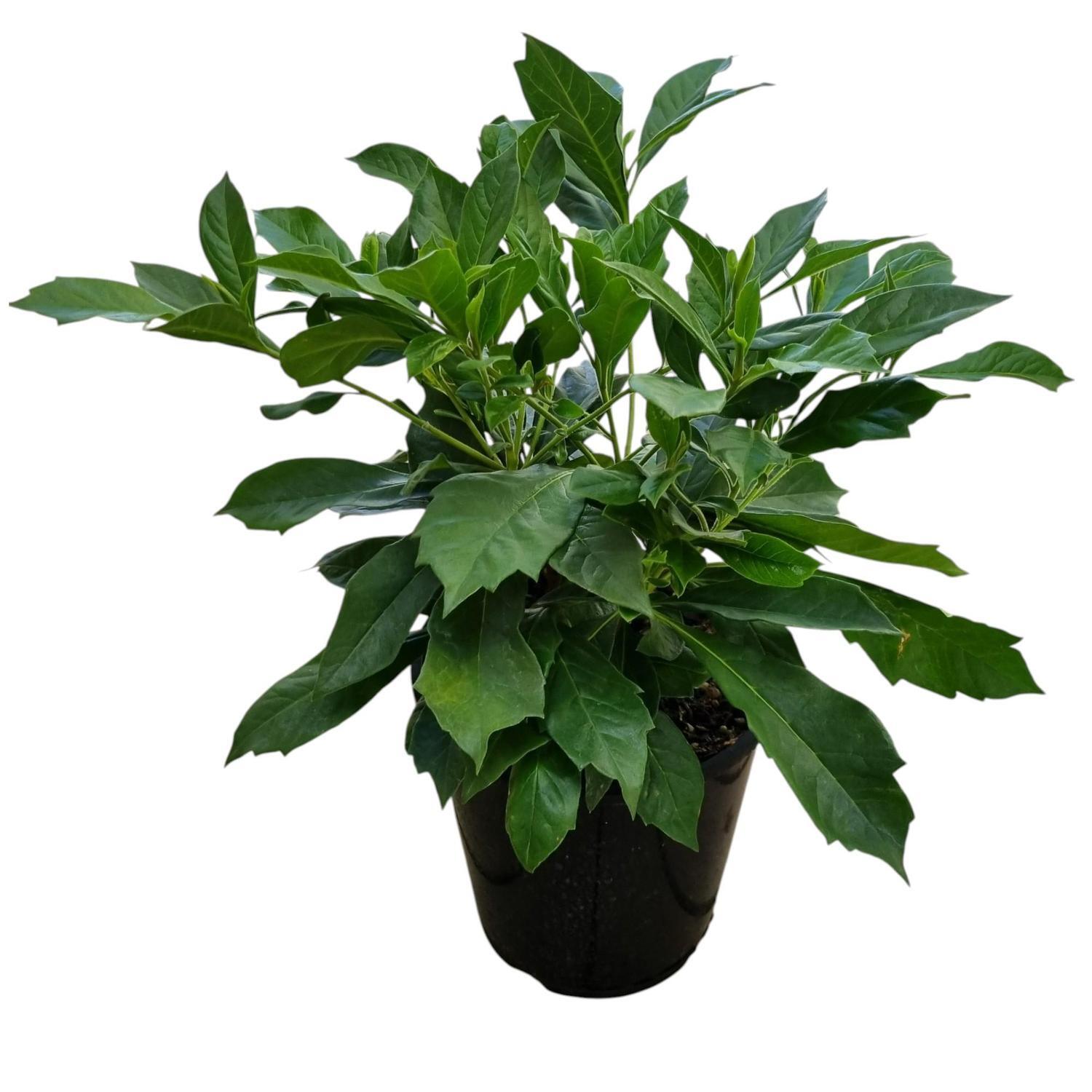Hymenosporum Gold Nugget 3.3L