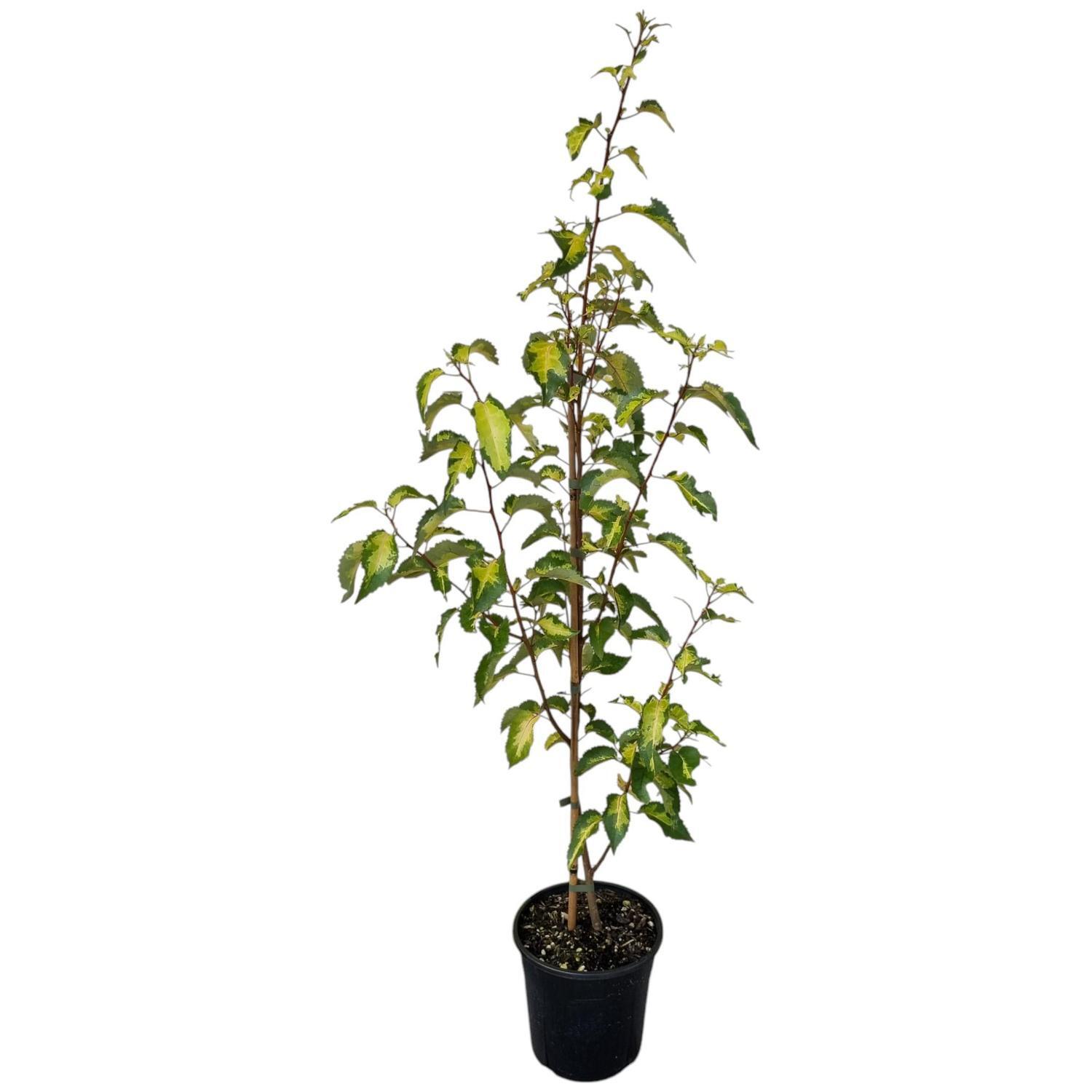 Hoheria Populnea Variegata 4L