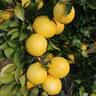 Lemonade Tree, Dwarf