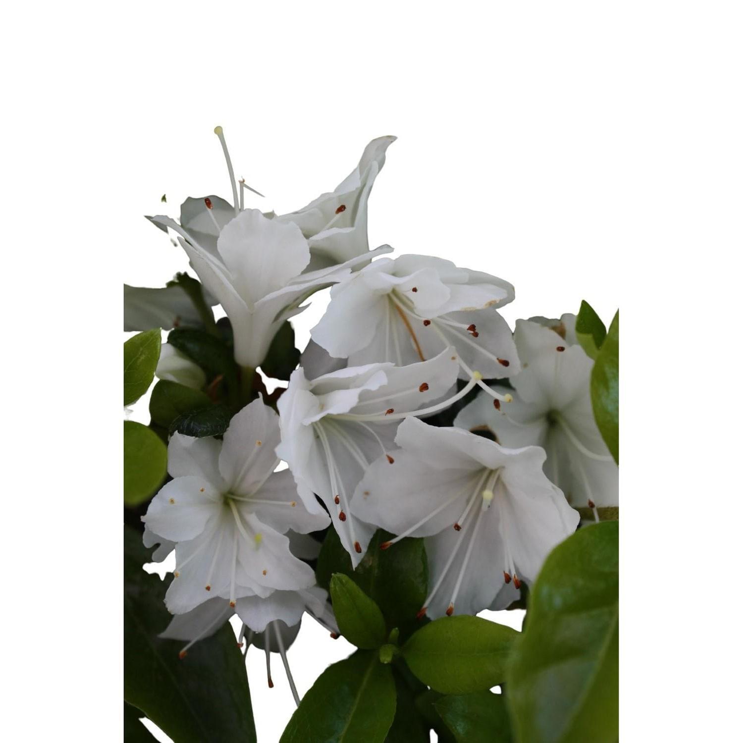 Azalea