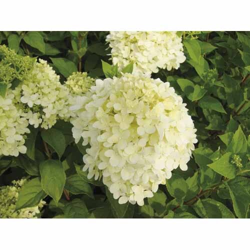Hydrangea Limelight