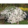 Paper Cascade 1.9 Litre