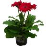 Indoor Gerbera
