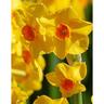 Daffodil Golden Dawn Pack of 5