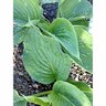 Hosta Empress Wu