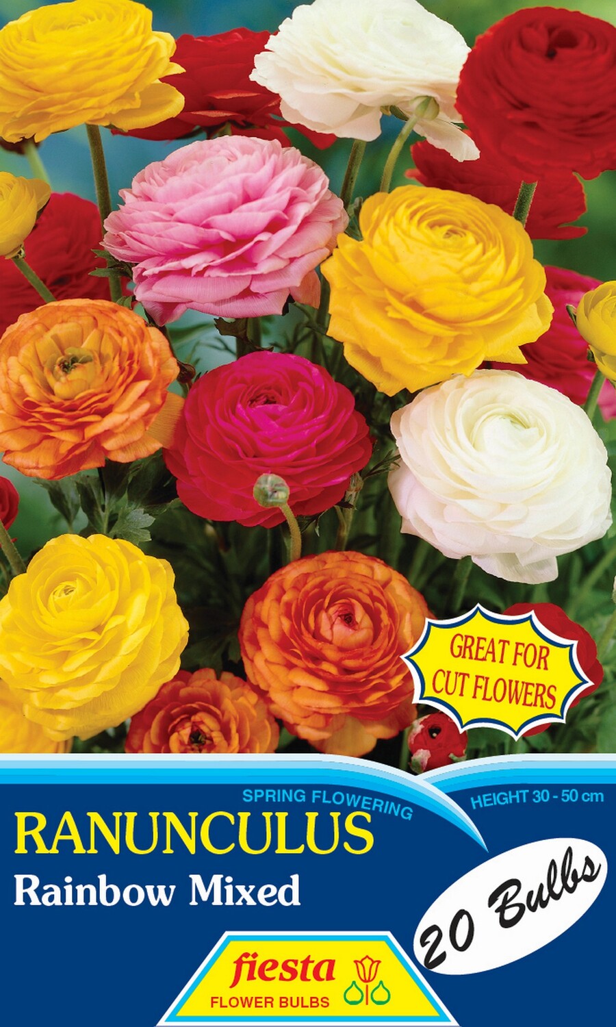 Ranunculus Rainbow Mixed 20 Pack