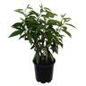 Prunus Lusitanica