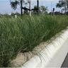 Lomandra Nyalla