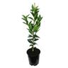 Mandarin Encore, Dwarf