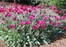 Arctotis Magenta Wine