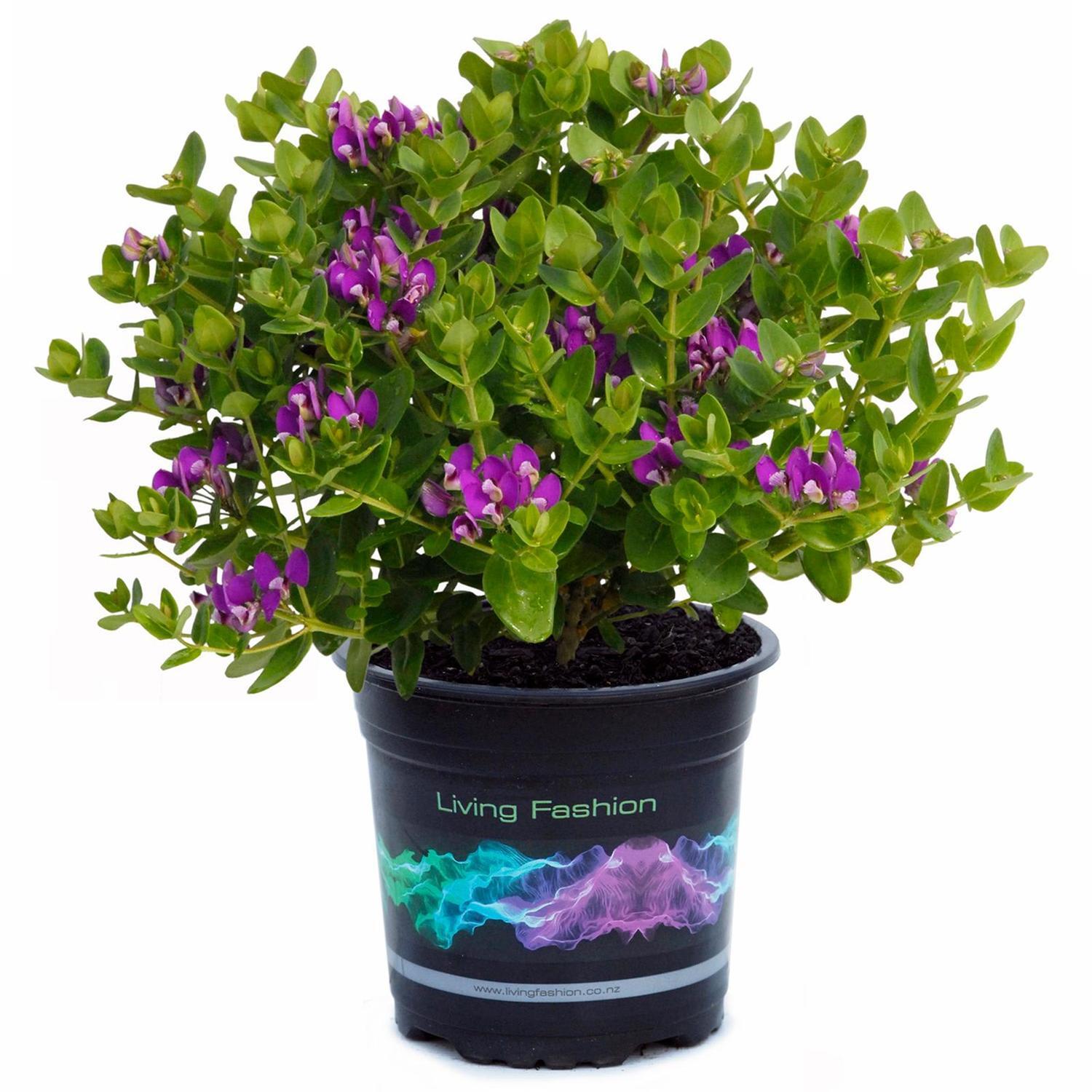 Polygala Little Bibi