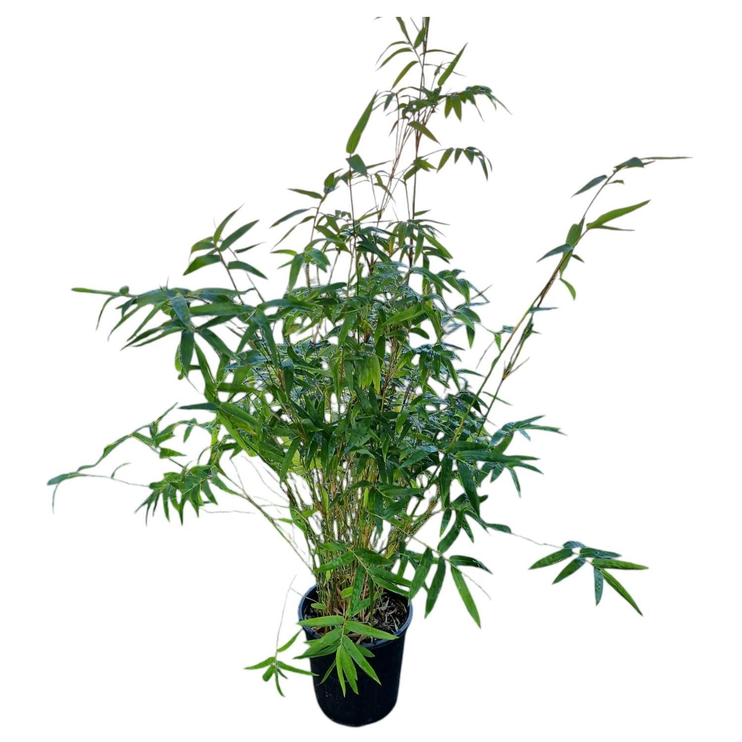 Bambusa Wang Tsaii 'Bamboo'  3.3L