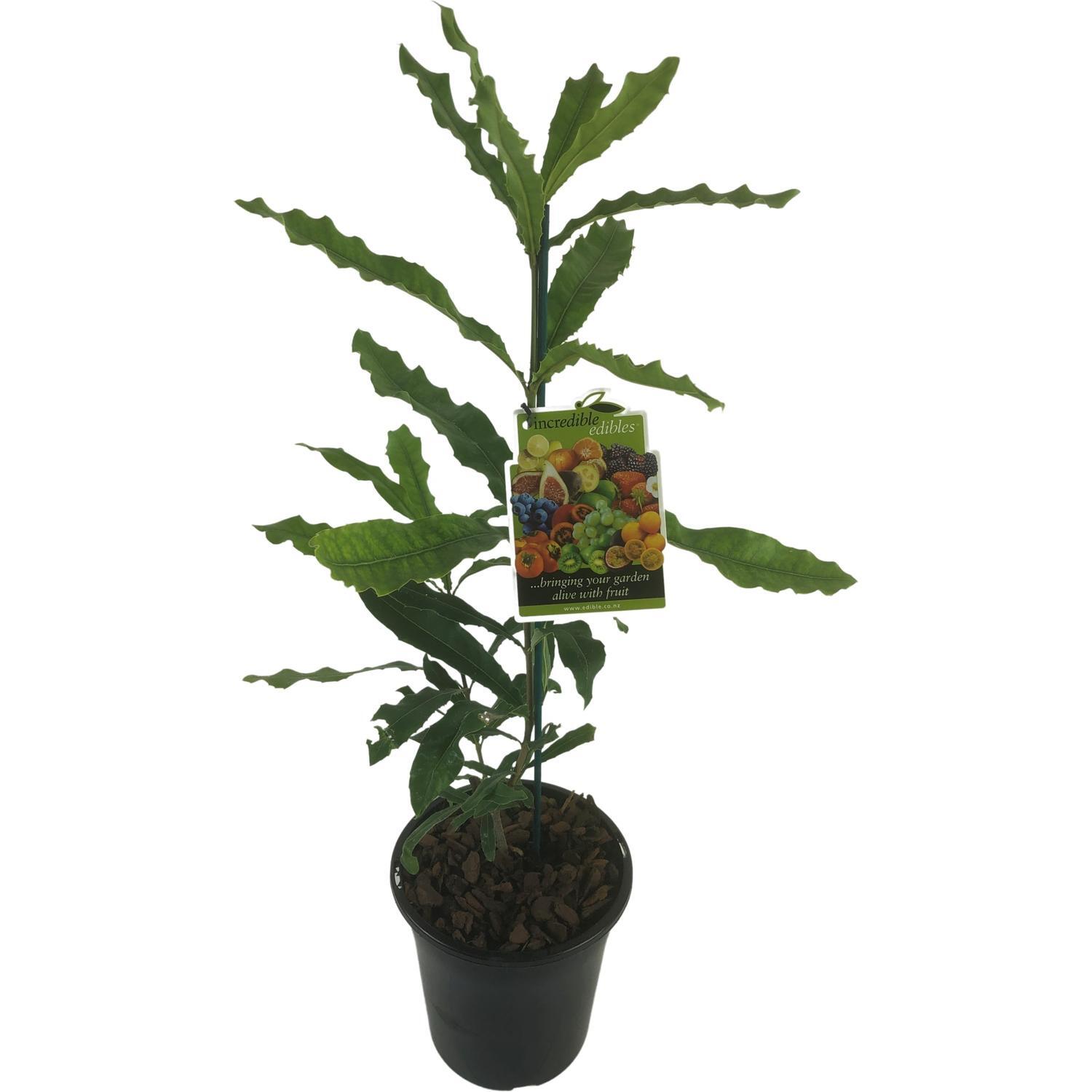 Macadamia Nelmak