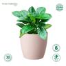 Recycled Plastic Elm Pot 10cm Sandy Pink  Sandy Pink