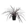 Cordyline Red Fountain