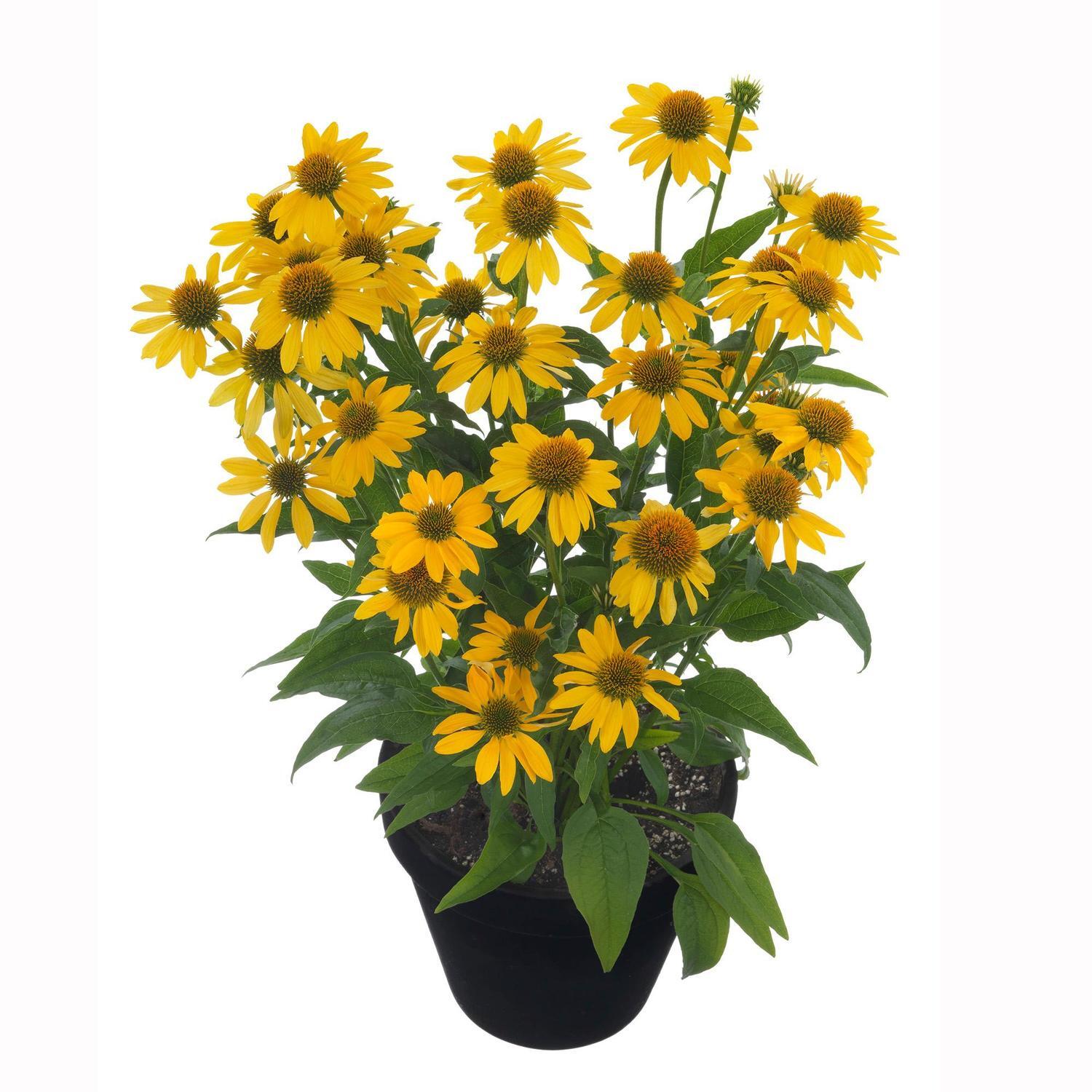 Echinacea Moodz Dream