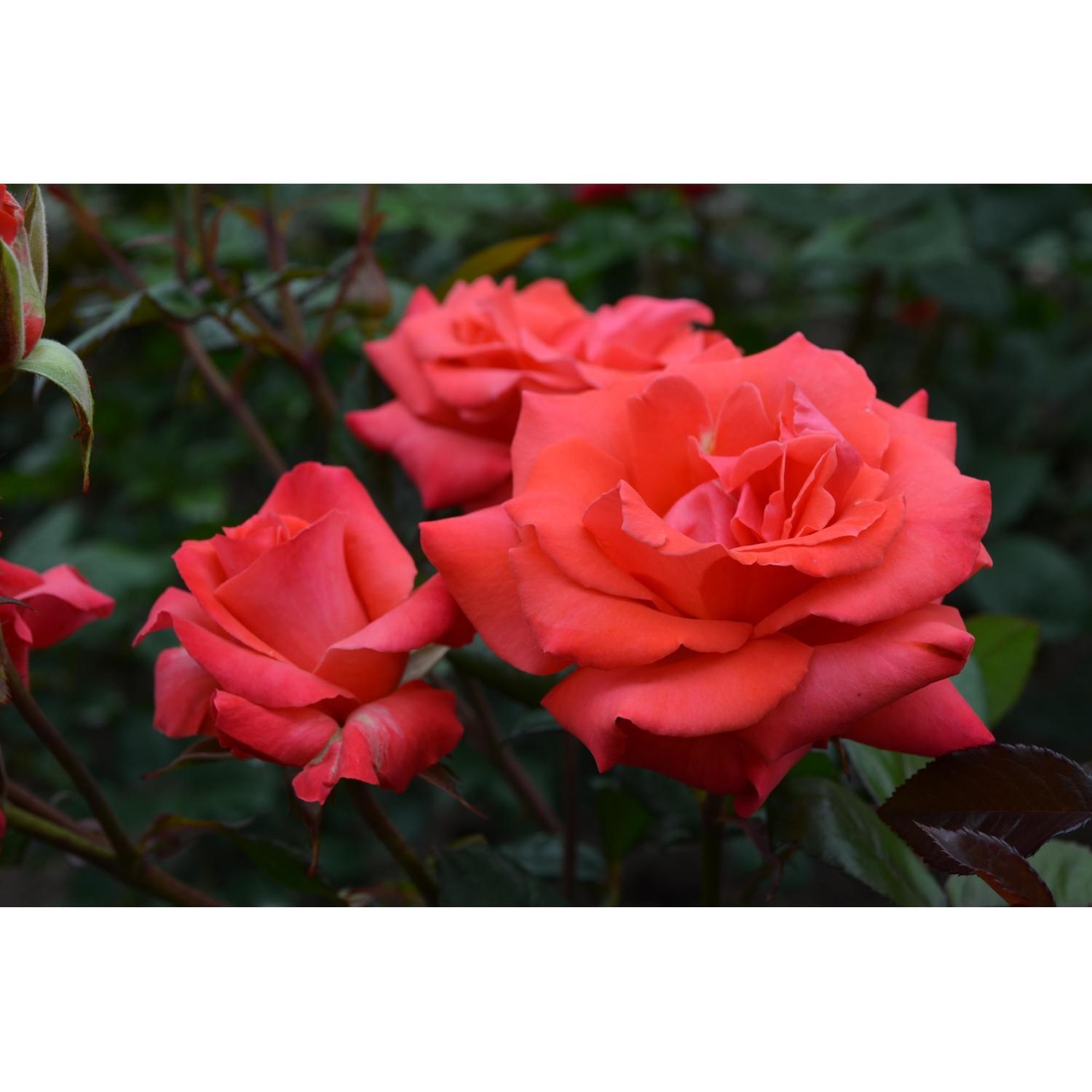 Rose Bush Tabasco 6L