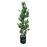 Metrosideros Maori Princess 'Pohutukawa' 25L