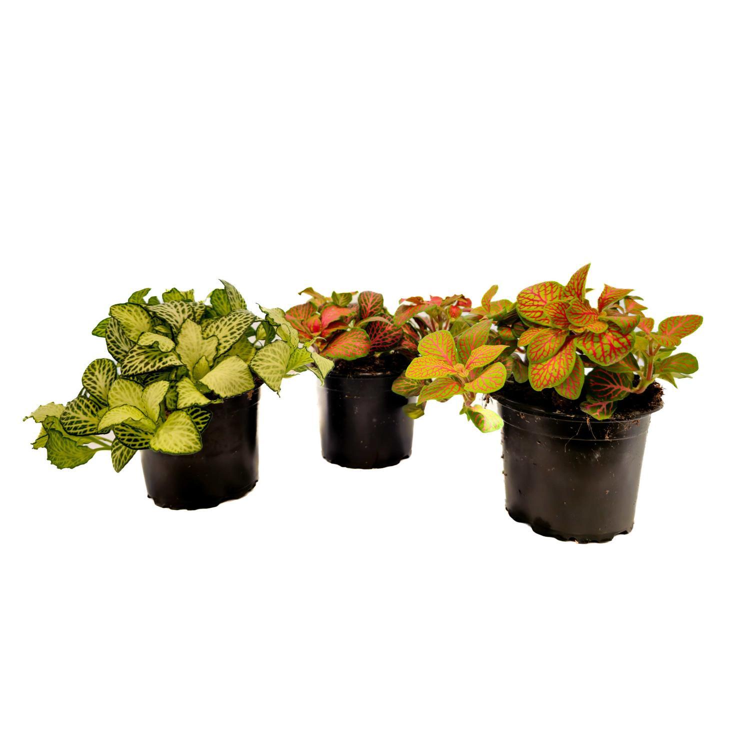 Fittonia Assorted
