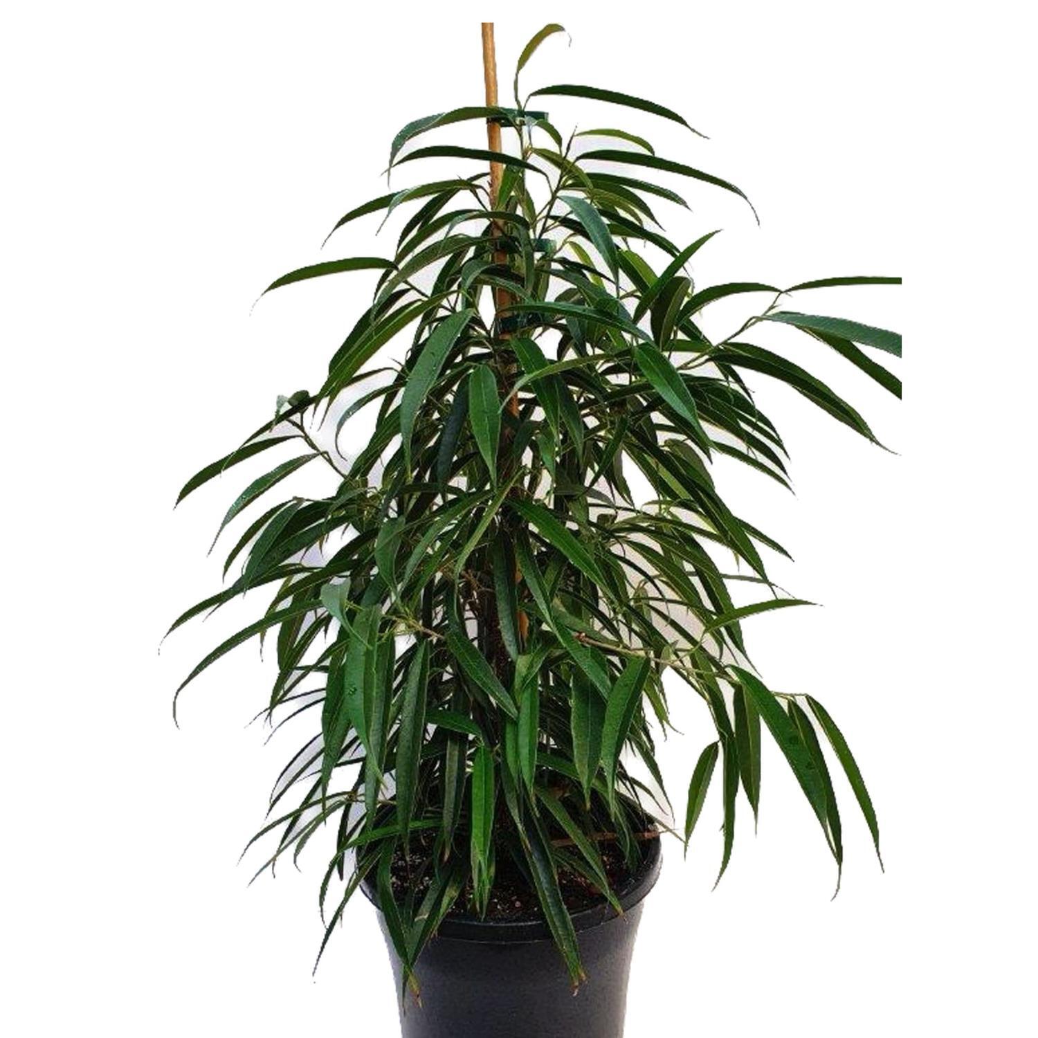 Ficus Petali 25cm