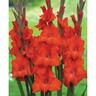 Gladioli Advance 10 Pack