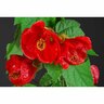 Abutilon Lucky Lantern