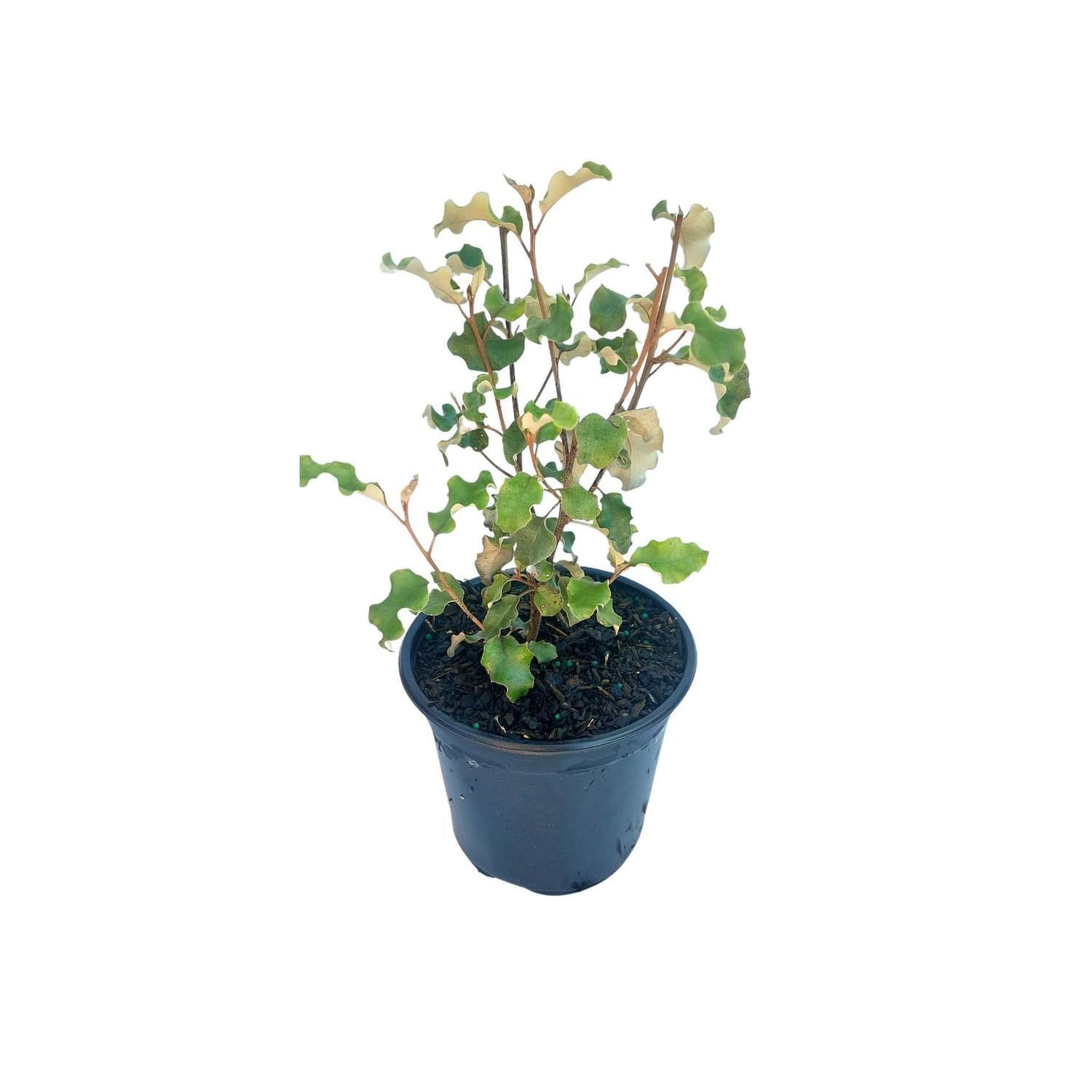 Olearia 'paniculata akiraho'