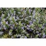 Rosemary Azure Cascade