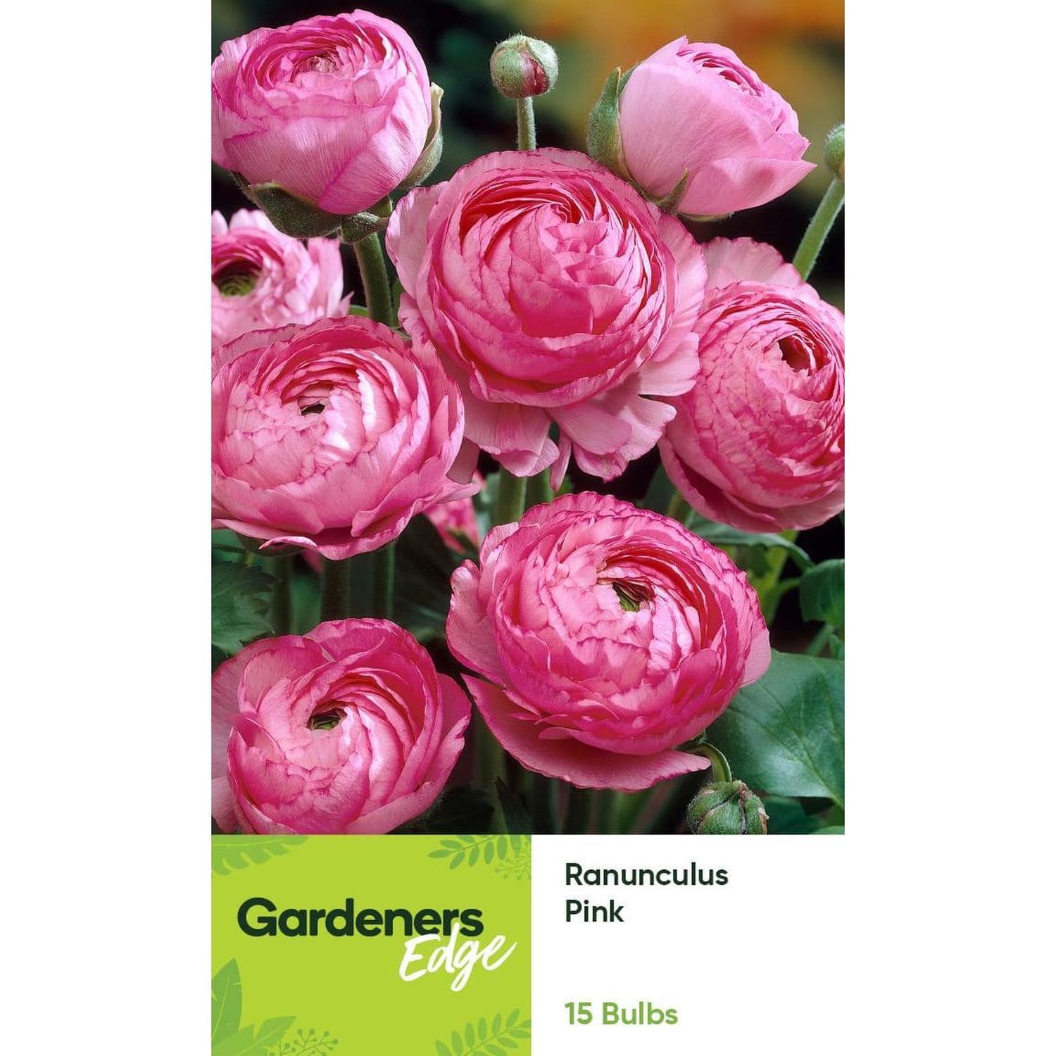 Ranunculus Pink 15 pack